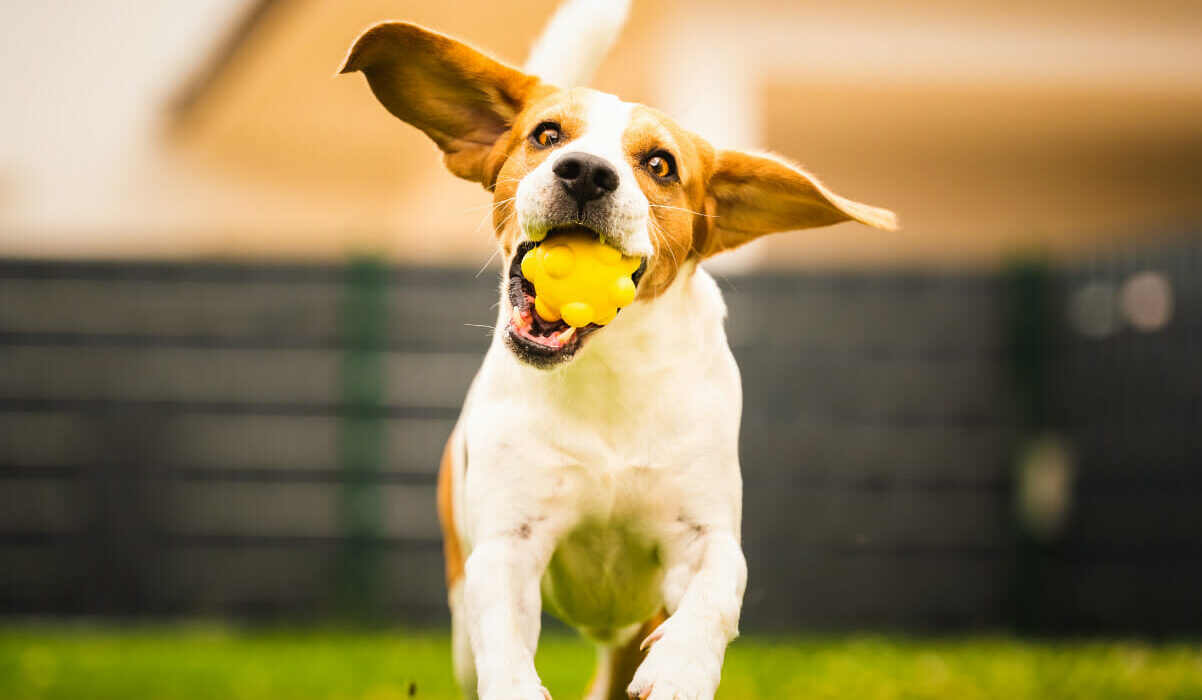 Dog playing with a ball in a fenced in back yard