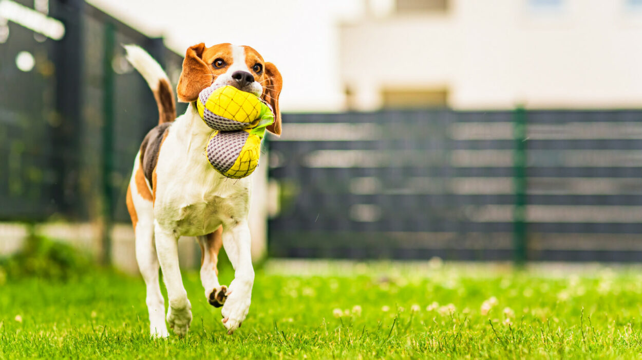 Dog with a toy in it's mouth running in a fenced in yard
