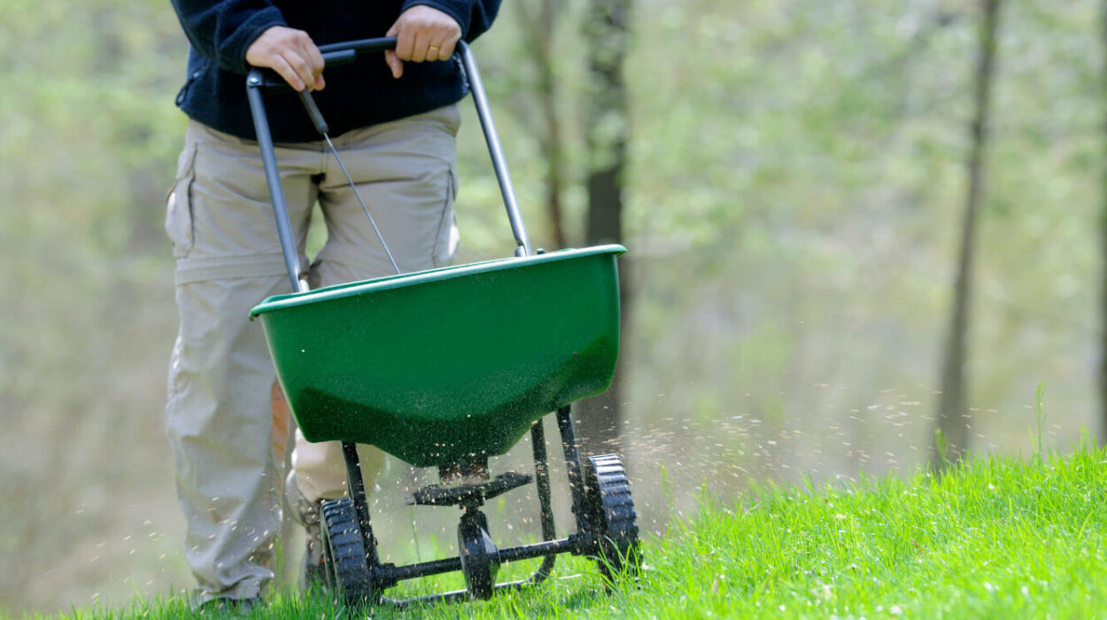 Person pushing a grass seed/fertilizer spreader through a green lawn