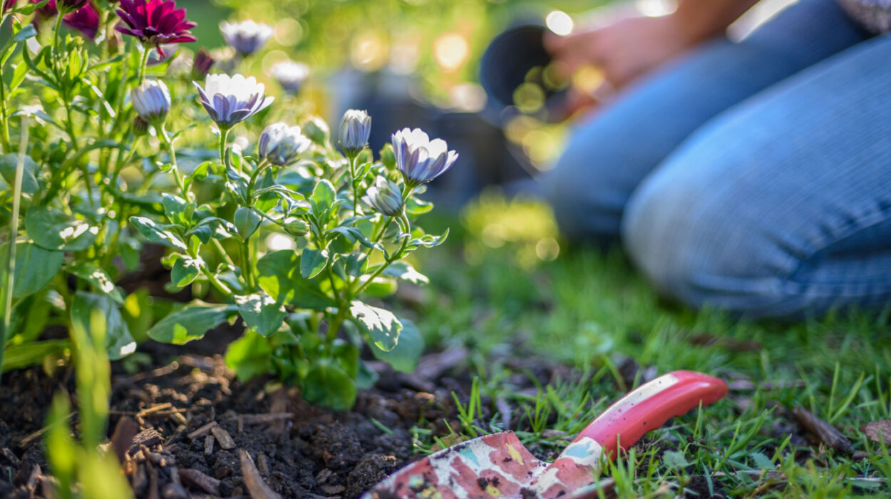 Person kneeling in their garden with a planting shovel